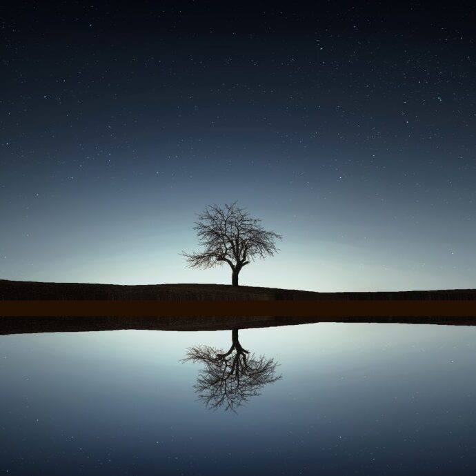 Reflection Tree Reflection Tree