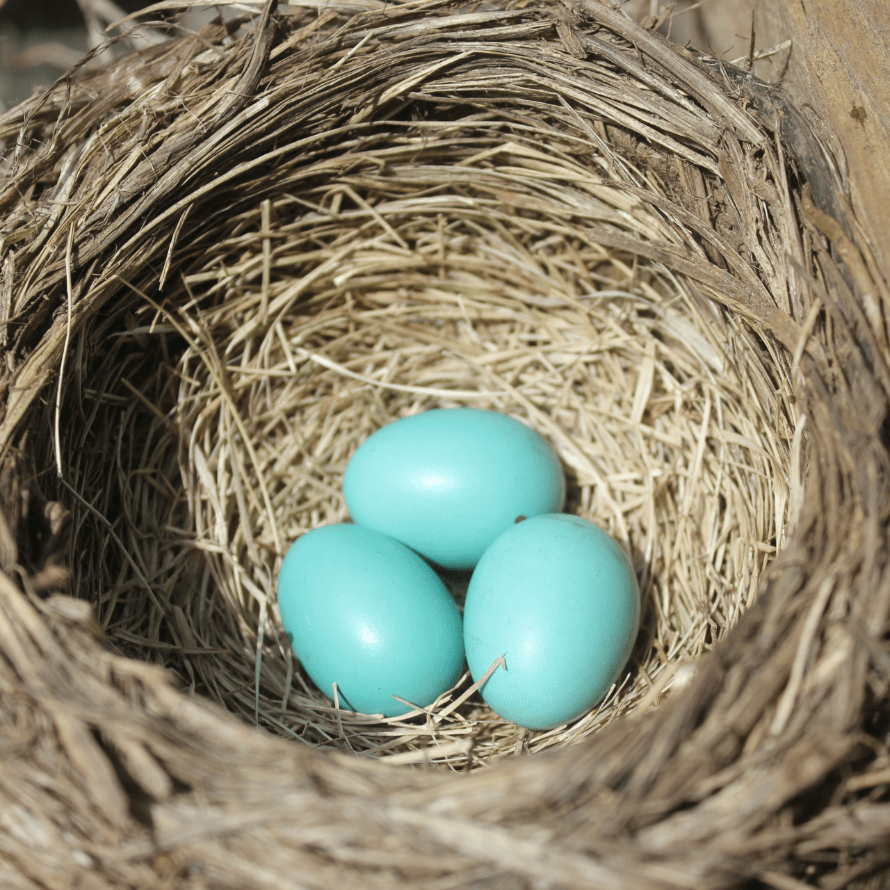 Robin's eggs