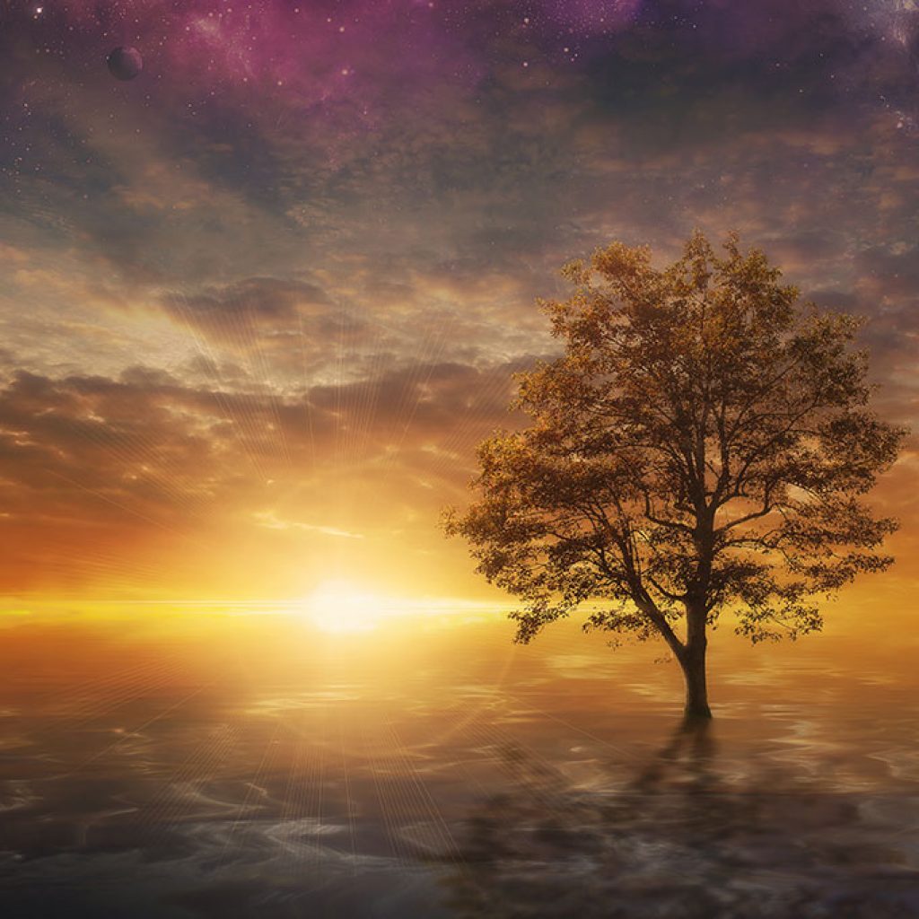 sunsettree-1024x1024 sunsettree-1024x1024